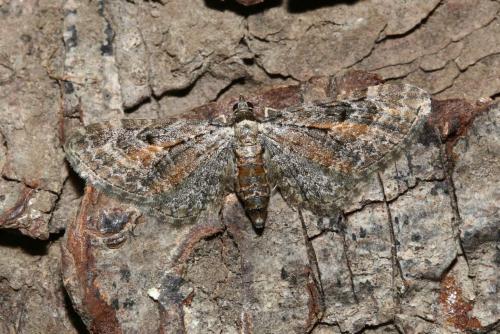Réf. 187 517 : Eupithecia icterata